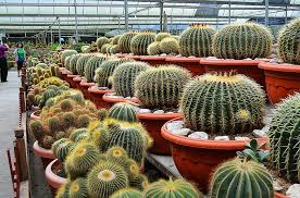 Maybe you would like to learn more about one of these? Tempat Menarik Di Cameron Highland Pahang Tripjalan