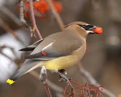 Cedar Waxwing Brown Birds That Look Like Cardinals Cedar Waxwing Cedar Waxwing Birds Beautiful Birds