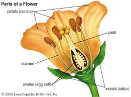 A bisexual flower is a flower that contains all the four whorls such as petals, sepals, the male reproductive structure (stamen) and female reproductive structure (pistil). Https Xsscience5 Weebly Com Uploads 5 4 6 2 54620073 6 Reproduction In Flowering Plants Pdf