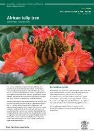 Image result for Anisotes sessiliflorus