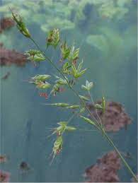 Check spelling or type a new query. Bromus Hordeaceus Wikipedia