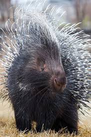 Pin On Animaux