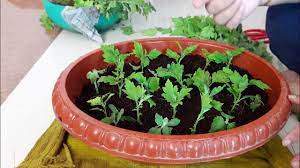 How to plant chrysanthemums from potted plants many gardeners prefer to purchase established mums in containers to transplant into their gardens. How To Grow Chrysanthemum By Cuttings How To Grow Guldaudi By Cuttings à¤— à¤²à¤¦ à¤‰à¤¦ 10 July 2017 Youtube