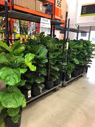 Check spelling or type a new query. My Local Home Depot Just Got These In Houseplants