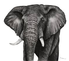 African Elephant Black And White Elephant Pictures Charcoal Drawings By Ashleigh Olsen African Wildlife Art Elephant African Elephant Drawing Of Elephant Bla Elephant Print Art Elephant Art Elephant Sketch