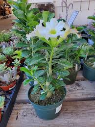 Image result for Adenium