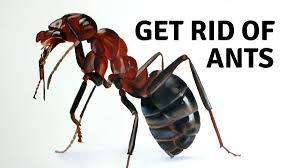 Cara membuat kulit dan indra lainnya tidak mudah terangsang/ tidak terlalu sensitif. Cara Alami Mengusir Semut Dengan Aman Penjaga Rumah