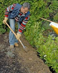 Kirschlorbeer Pflanzen So Setzen Sie Eine Hecke Kirschlorbeer Pflanzen Kirschlorbeer Hecke Pflanzen