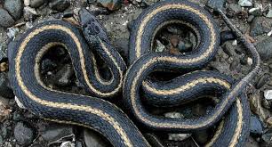 Found in a variety of habitats, they are often the first snake a youngster sees and catches. A Quick Guide To All 18 Species Of Michigan Snakes