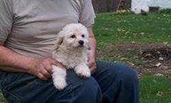 The cockapoo's kind disposition makes it an ideal family pet. Cockapoo Puppies Price 450 00 For Sale In Roseville California Best Pets Online