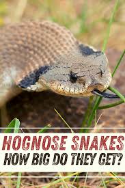 See full list on reptiledirect.com How Big Do Hognose Snakes Get Eastern Western Southern In 2021 Hognose Snake Snake Big Snake