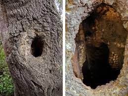 Maybe you would like to learn more about one of these? Pin On Nature Tree Hollow