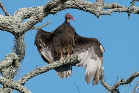 4k a hd video okamžitě připravené pro jakýkoli systém nle. Hinckley S Buzzards Are Just Around The Corner Arts Culture Ideastream