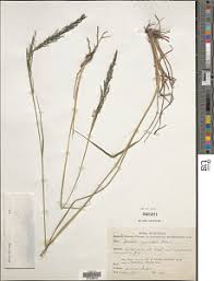 Image result for Sporobolus myrianthus