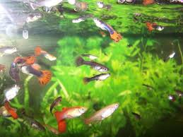 How to breed betta fish. Show Tank Worthy Tankmates For Fancy Guppies