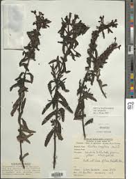 Image result for Nesogenes madagascariensis