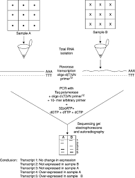 Reverse Transcription Polymerase Chain Reaction An Overview Sciencedirect Topics