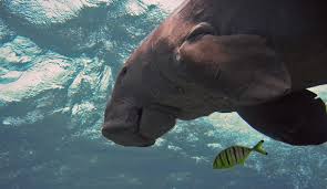 The sustainable level of anthropogenic mortality is likely to be in the order of about 2% of the female population per year. Okinawa Dugong