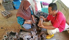 #cendawan instagram videos and photos. Cendawan Sisir 100 Organik