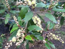 Image result for Croton gratissimus