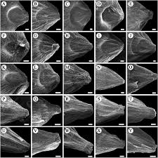 Image result for Cleistachne sorghoides