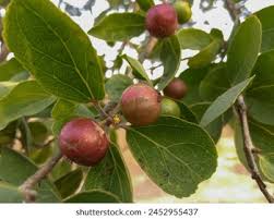 Image result for Flacourtia indica