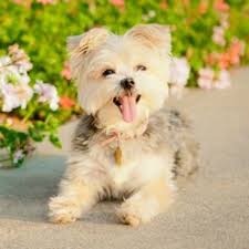 When we hear morkie poo, the first thought that pops into our mind is that it must be a disney character. 7 Things You Need To Know About The Morkie Maltese Yorkie Mix Animalso