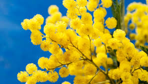 Comites Celebrates La Festa Della Donna Italian Cultural Centre