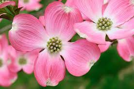 Maybe you would like to learn more about one of these? Pink Dogwood Tree For Sale The Basics Plantingtree