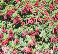 Image result for Lythraceae