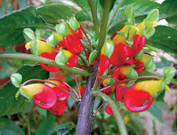 Image result for Impatiens burtonii