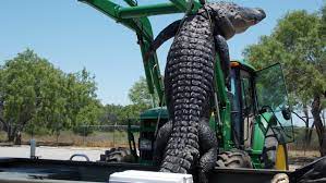 We did not find results for: Bigger In Texas 800 Pound Gator Bagged By Teen