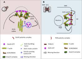 A map kinase is activated late in plant mitosis and becomes localized to the plane of cell division. Polarity In Plant Asymmetric Cell Division Division Orientation And Cell Fate Differentiation Sciencedirect