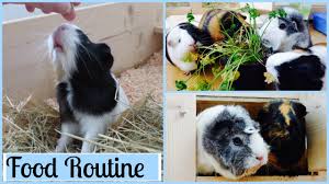 guinea pig food routine