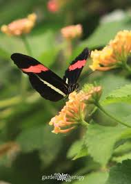 How is it possible to attract butterflies without making a desirable habitat for caterpillars? Attract Pretty Pollinators With An Irresistible Butterfly Garden Garden Therapy