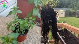 That said, mint isn't picky. Does Mint Have Shallow Roots Garden For Indoor