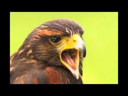 Пользователь screeching hawk добавил видео. Screaming Hawk Sound Effect Youtube