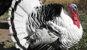 Maybe you would like to learn more about one of these? Turkeys Not Just For Thanksgiving Hobby Farms
