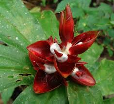 Image result for Siphonochilus kilimanensis