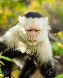 The capuchin monkies are any species of monkeys belonging to the taxonomic subfamily cabinae. Cute White Faced Monkey Or Capuchin In The Wild In Guanacaste Costa Rica Stock Photo Picture And Royalty Free Image Image 26581443