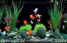 Maybe you would like to learn more about one of these? 10 Ide Hiasan Aquarium Untuk Mempercantik Isi Rumah Mustika Land