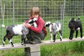 Image result for PIC OF GOAT NO1