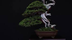 European Bonsai San Show 2018 Youtube