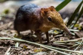 La panthère de java, un des félins les plus rares au monde © julien pierre). Les Animaux Les Plus Rares Du Monde Top 18 Avec Photos