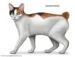 Short-haired Cat Breeds - Cat Breeds Encyclopedia