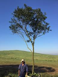 Image result for Apodytes dimidiata