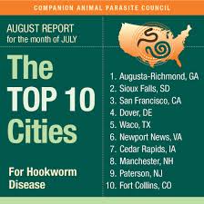 It S National Dog Day Is Your Pooch Safe From Hookworm If You Live In Mht Maybe Not Manchester Ink Link