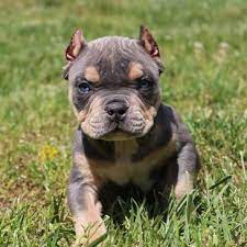 Get your pocket bully puppy today from certified breeders 1 year health guaranteed. Southeast Bully Kennels Pocket Bully Breeder Micro Bully Breeder