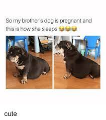 So My Brother S Dog Is Pregnant And This Is How She Sleeps Cute Cute Meme On Me Me