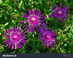 Image result for Hereroa